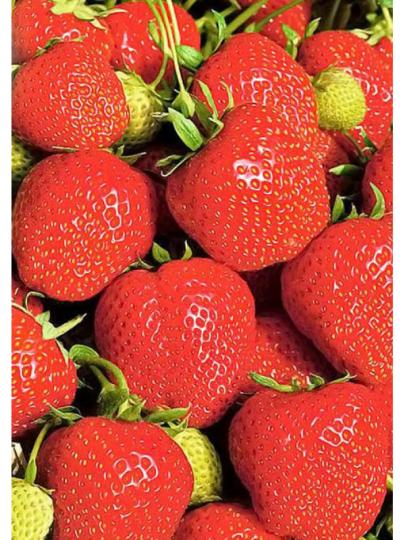Клубника "ЭЛЬСАНТА" (6 шт.)